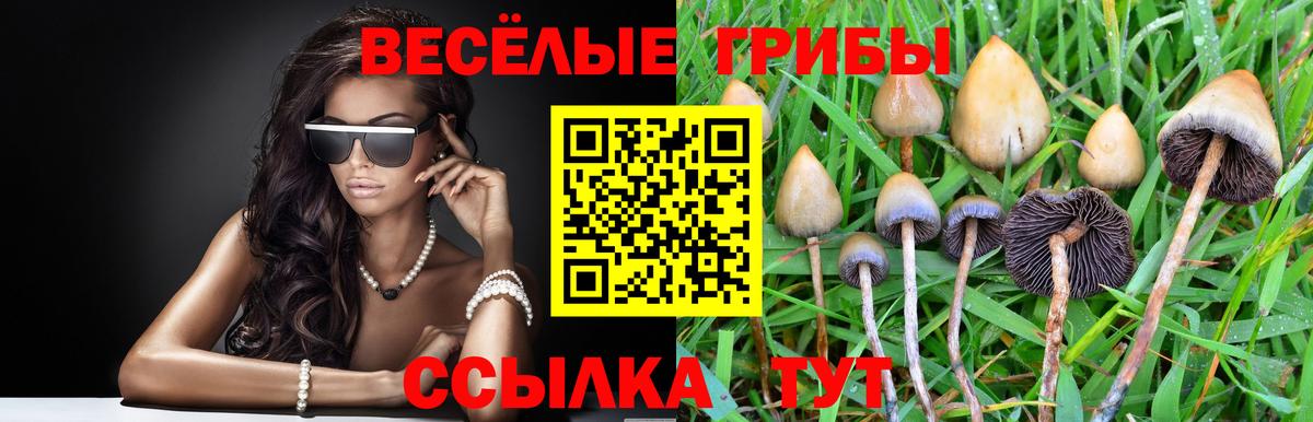 Псилоцибиновые грибы мицелий Ростов-на-Дону